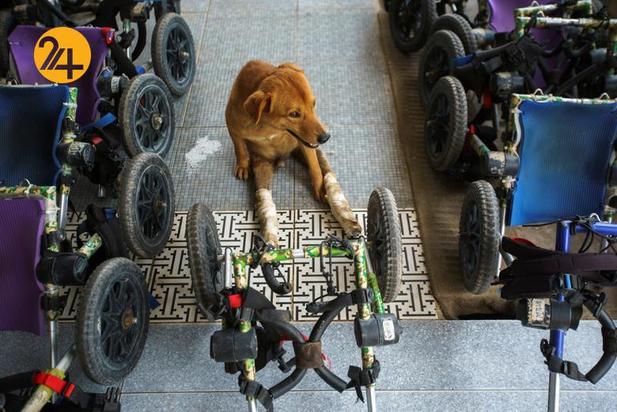 پناهگاه سگ‌های معلول در تایلند