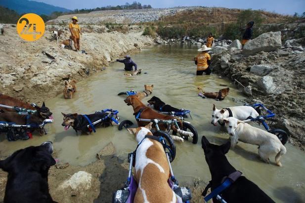 پناهگاه سگ‌های معلول در تایلند