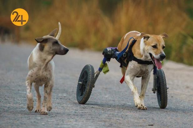 پناهگاه سگ‌های معلول در تایلند