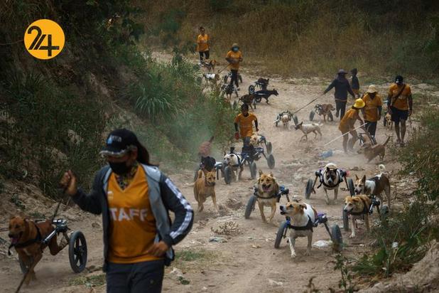 پناهگاه سگ‌های معلول در تایلند