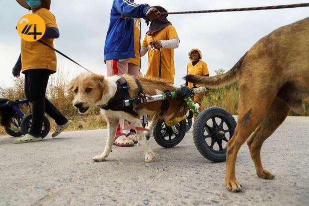 پناهگاه سگ‌های معلول در تایلند