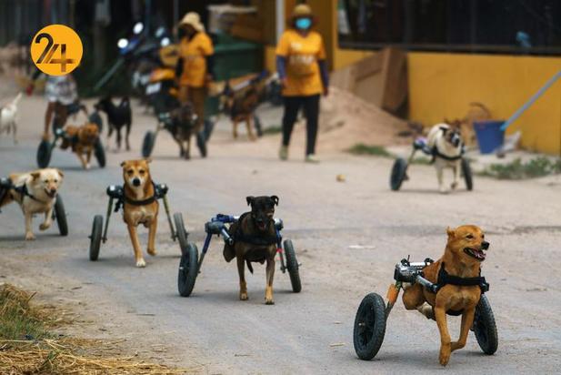 پناهگاه سگ‌های معلول در تایلند