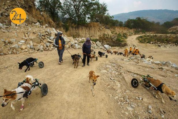 پناهگاه سگ‌های معلول در تایلند