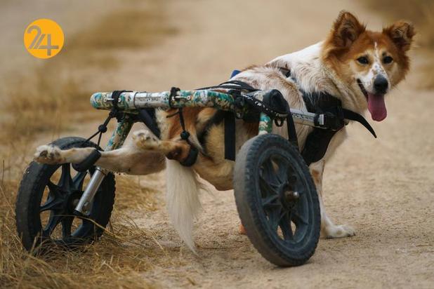 پناهگاه سگ‌های معلول در تایلند