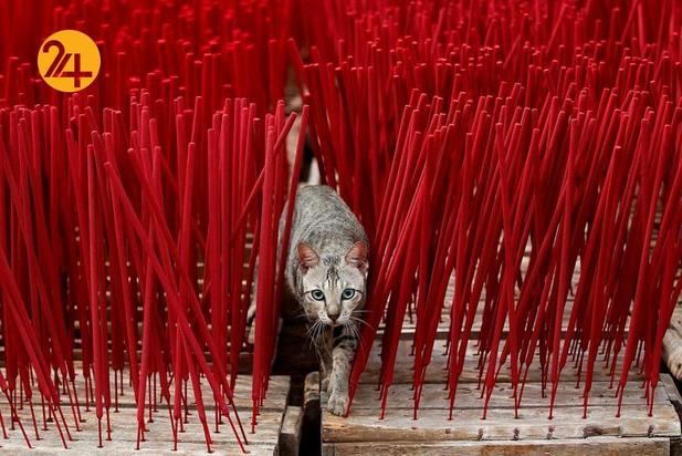 جشن سال نو چینی