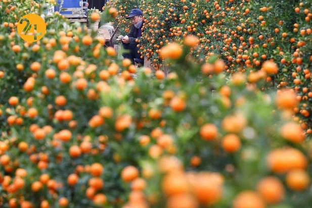 جشن سال نو چینی