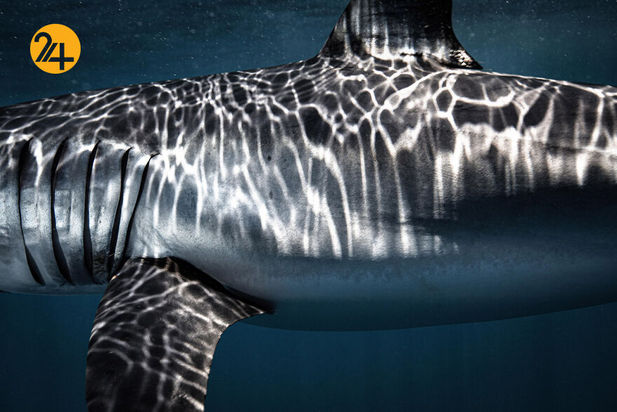 مسابقه عکاسی ایندپندنت