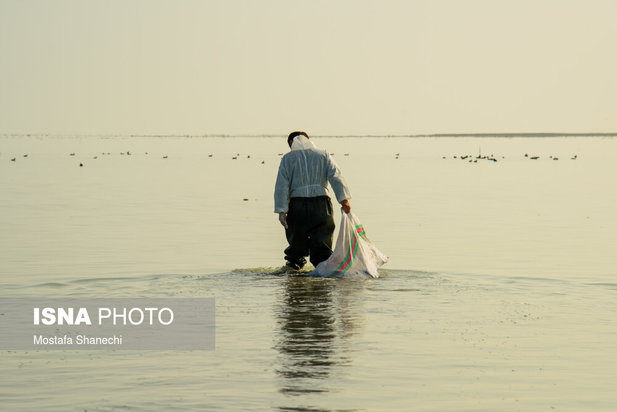 میانکاله مقصد نهایی «فلامینگو» و «چنگر»