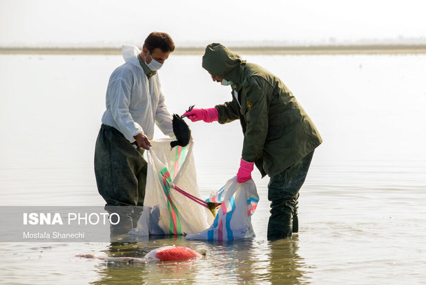میانکاله مقصد نهایی «فلامینگو» و «چنگر»