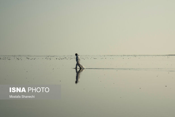 میانکاله مقصد نهایی «فلامینگو» و «چنگر»