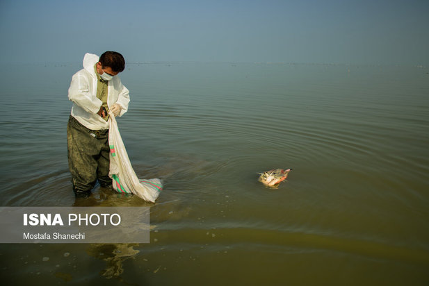 میانکاله مقصد نهایی «فلامینگو» و «چنگر»