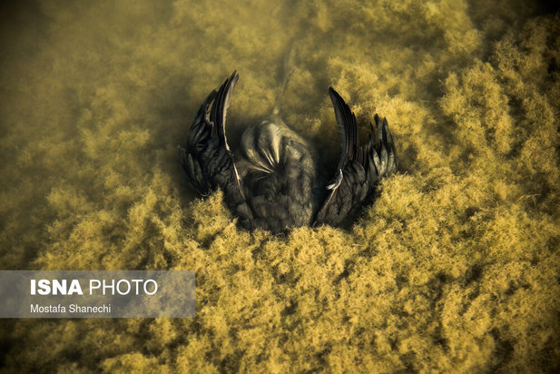 میانکاله مقصد نهایی «فلامینگو» و «چنگر»