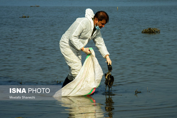 میانکاله مقصد نهایی «فلامینگو» و «چنگر»