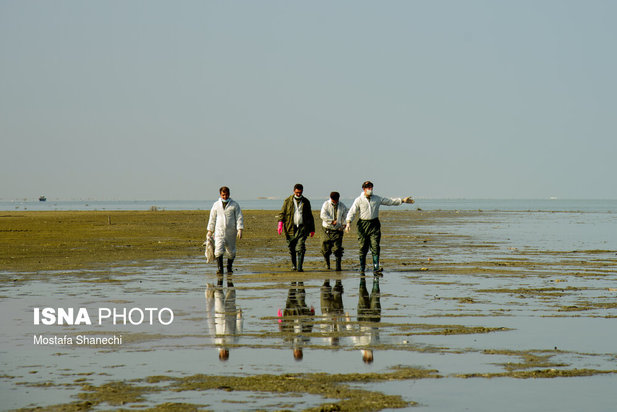 میانکاله مقصد نهایی «فلامینگو» و «چنگر»