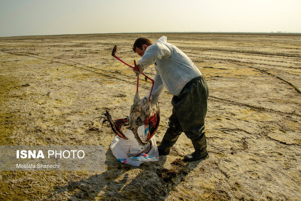 میانکاله مقصد نهایی «فلامینگو» و «چنگر»