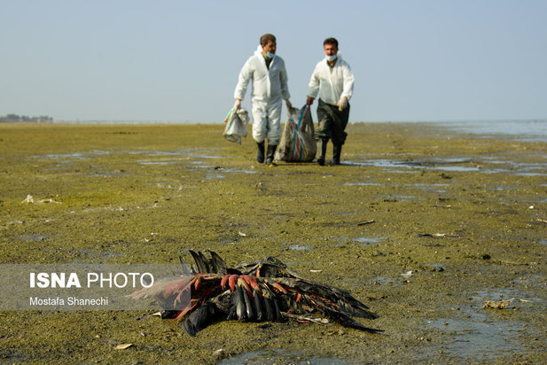 میانکاله مقصد نهایی «فلامینگو» و «چنگر»