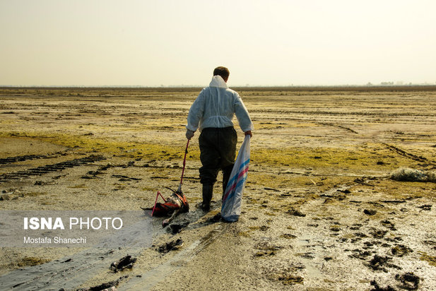 میانکاله مقصد نهایی «فلامینگو» و «چنگر»