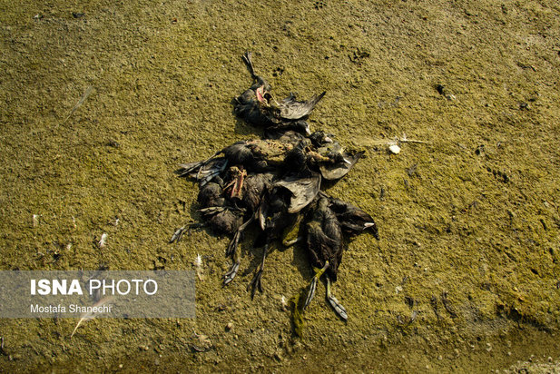 میانکاله مقصد نهایی «فلامینگو» و «چنگر»