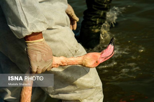 میانکاله مقصد نهایی «فلامینگو» و «چنگر»