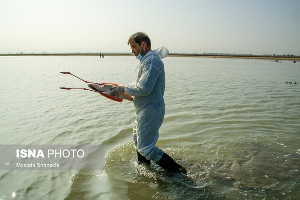 میانکاله مقصد نهایی «فلامینگو» و «چنگر»