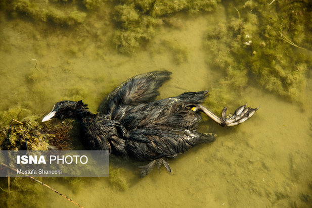 میانکاله مقصد نهایی «فلامینگو» و «چنگر»