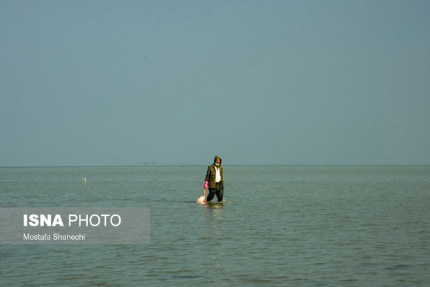 میانکاله مقصد نهایی «فلامینگو» و «چنگر»