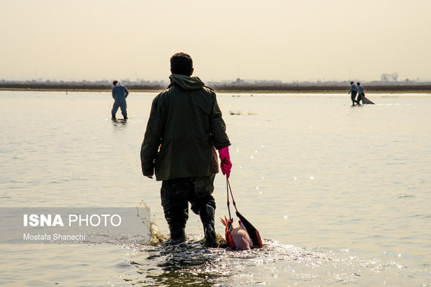میانکاله مقصد نهایی «فلامینگو» و «چنگر»