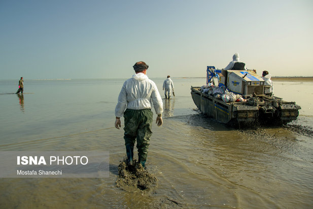 میانکاله مقصد نهایی «فلامینگو» و «چنگر»