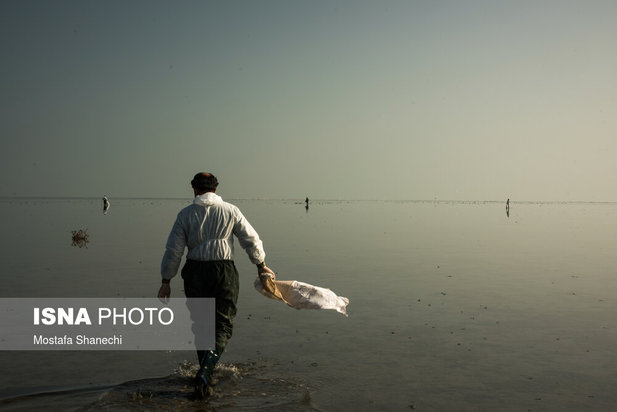 میانکاله مقصد نهایی «فلامینگو» و «چنگر»