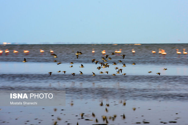 میانکاله مقصد نهایی «فلامینگو» و «چنگر»