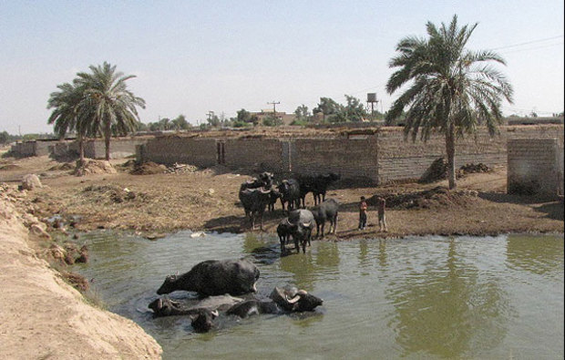 کوت عبدالله در میان فاضلاب