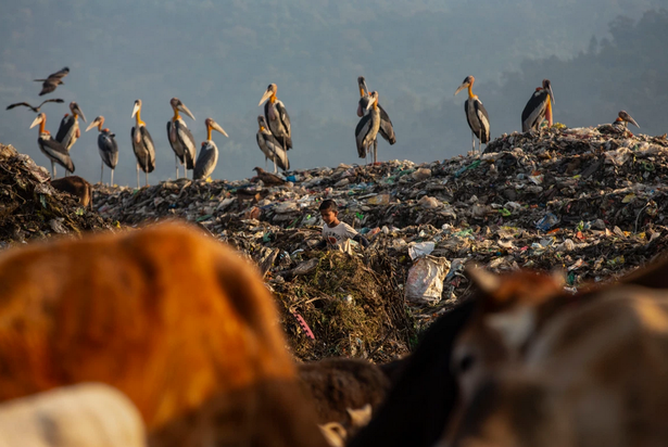 کودک زباله‌گرد هندی