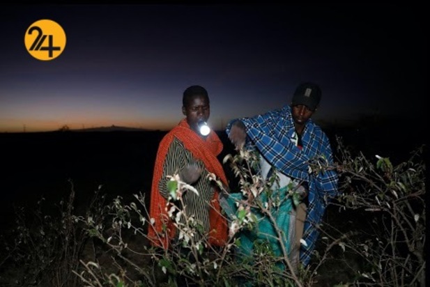 هجوم میلیون‌ها ملخ به مزارع کنیا