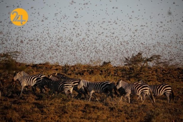 هجوم میلیون‌ها ملخ به مزارع کنیا