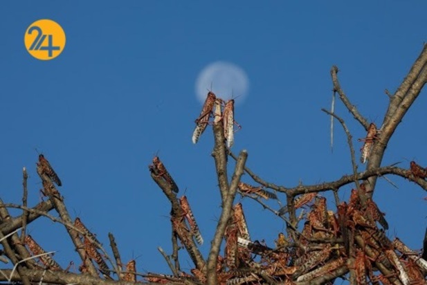 هجوم میلیون‌ها ملخ به مزارع کنیا