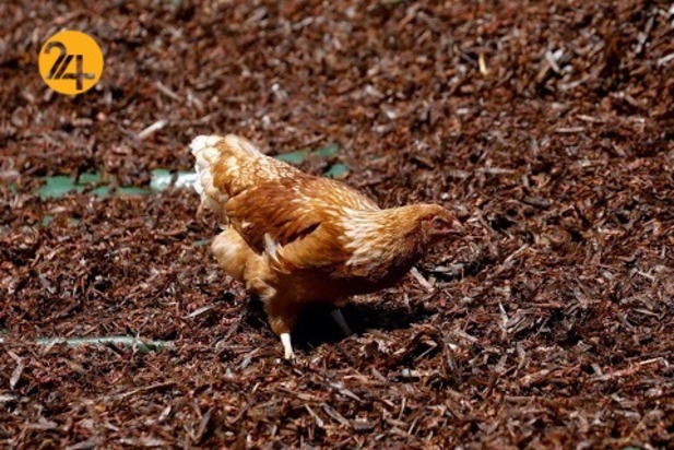 هجوم میلیون‌ها ملخ به مزارع کنیا