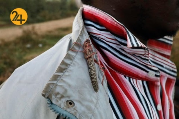 هجوم میلیون‌ها ملخ به مزارع کنیا