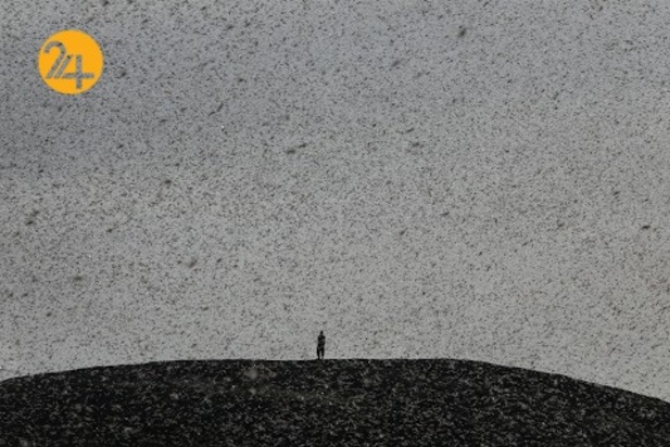 هجوم میلیون‌ها ملخ به مزارع کنیا