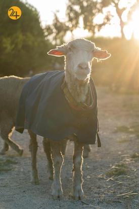 گوسفندی با 35 کیلو پشم