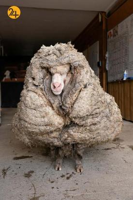 گوسفندی با 35 کیلو پشم