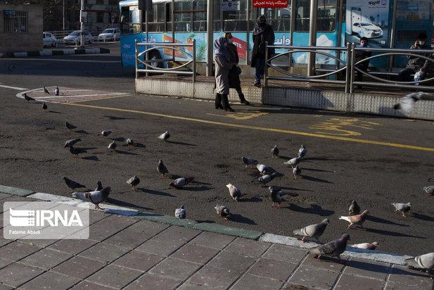 مهربانی با پرندگان