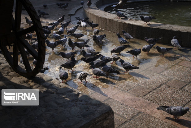 مهربانی با پرندگان