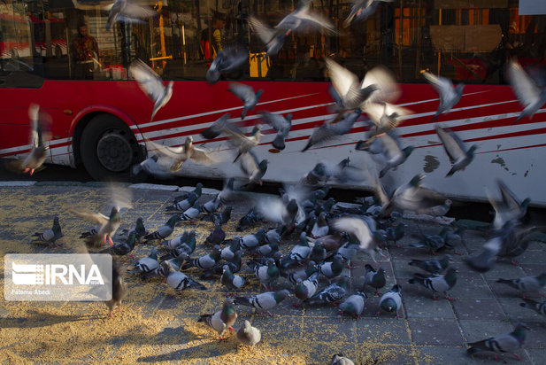 مهربانی با پرندگان