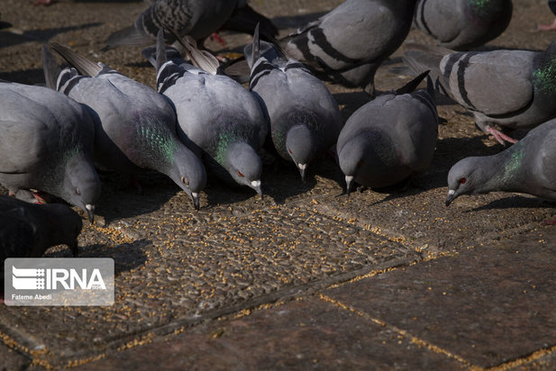 مهربانی با پرندگان