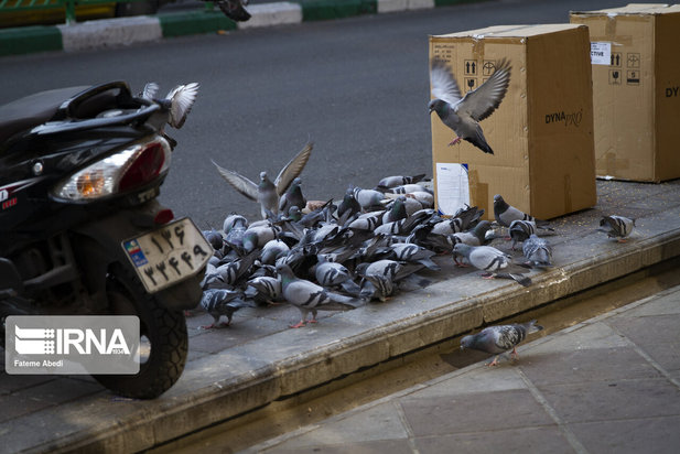 مهربانی با پرندگان