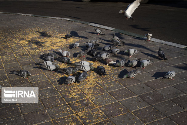 مهربانی با پرندگان