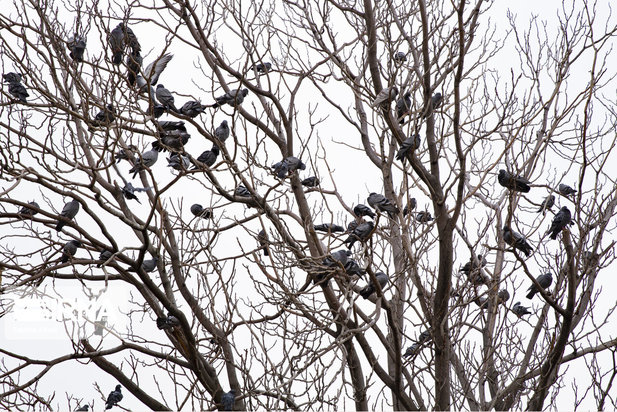مهربانی با پرندگان