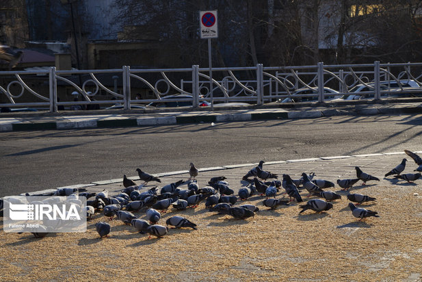 مهربانی با پرندگان