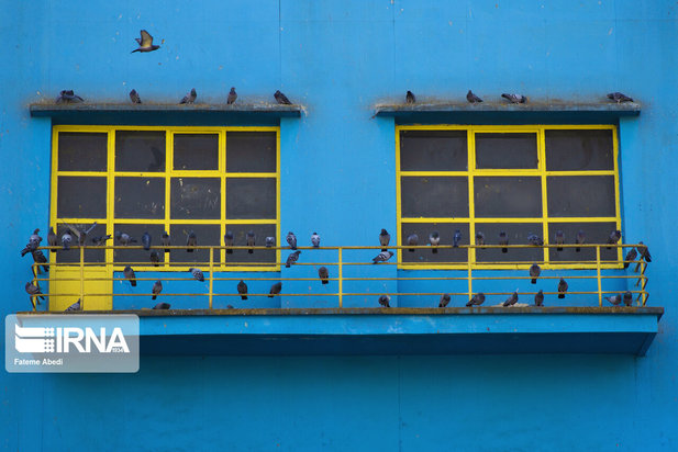 مهربانی با پرندگان