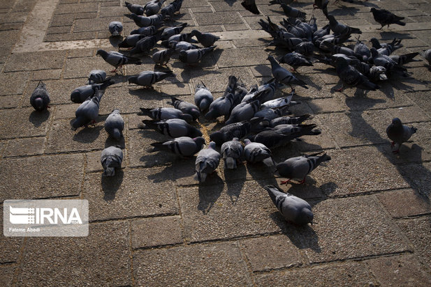 مهربانی با پرندگان